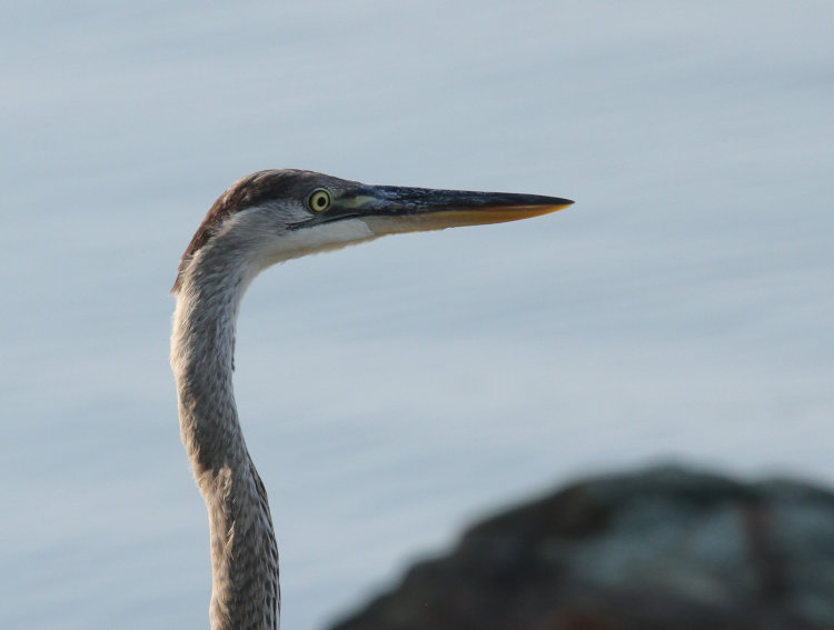 head of juvenile great blue heron Ardea herodias herodias peeking out from among rocks