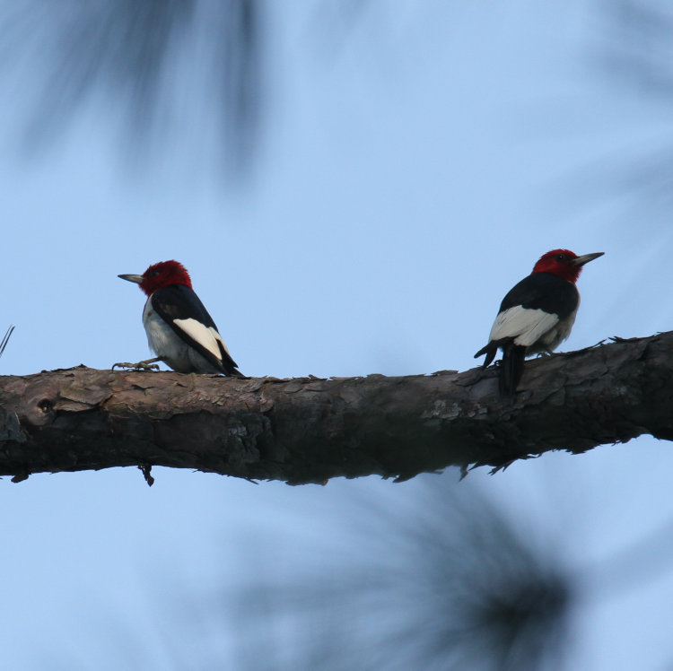 two adult red-headed woodpeckers Melanerpes erythrocephalus sitting close on limb, likely mated pair