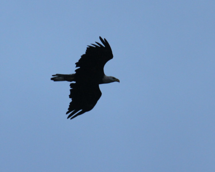 adult bald eagle Haliaeetus leucocephalus in distance before sunrise