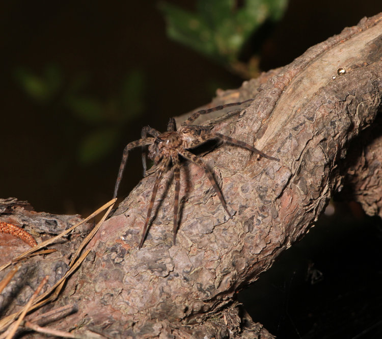 large fishing spider possibly Dolomedes tenebrosus standing more upright on log