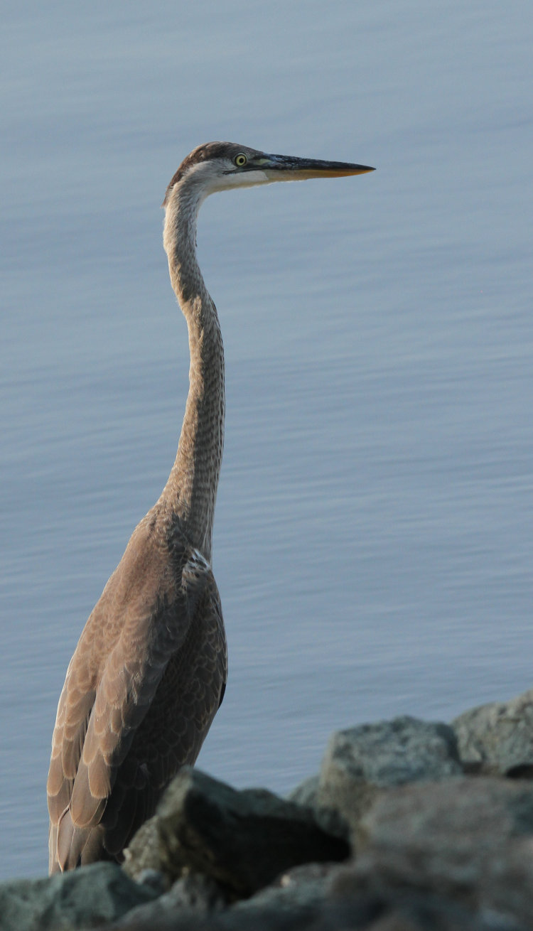 full-body shot of juvenile great blue heron Ardea herodias herodias showing first year coloration