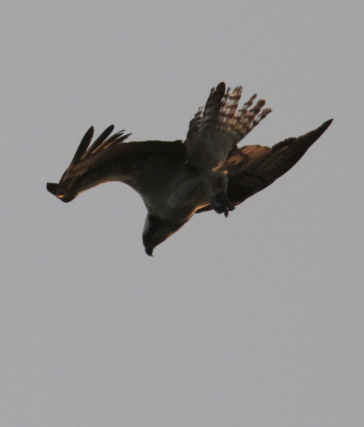 osprey Pandion haliaetus in brief stoop showing tattered tail feathers