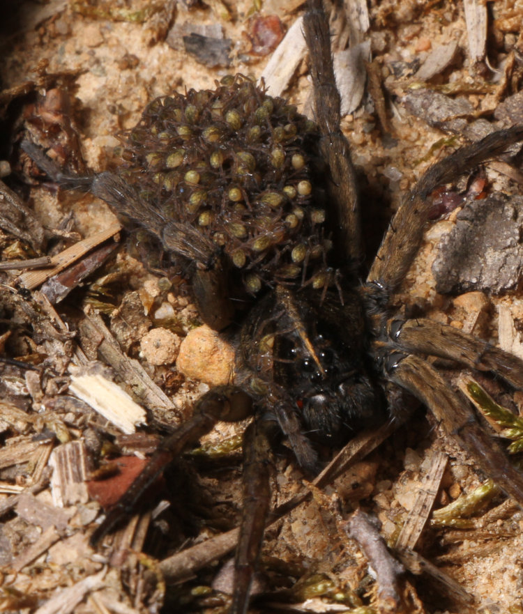 unidentified female wolf spider Lycosidae with brood on her back