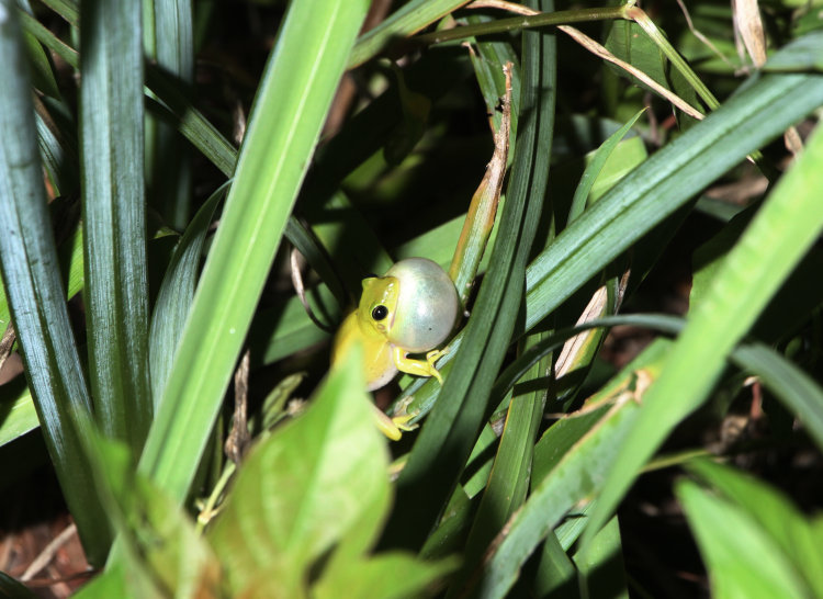 green treefrog Dryophytes cinereus calling among pond reeds