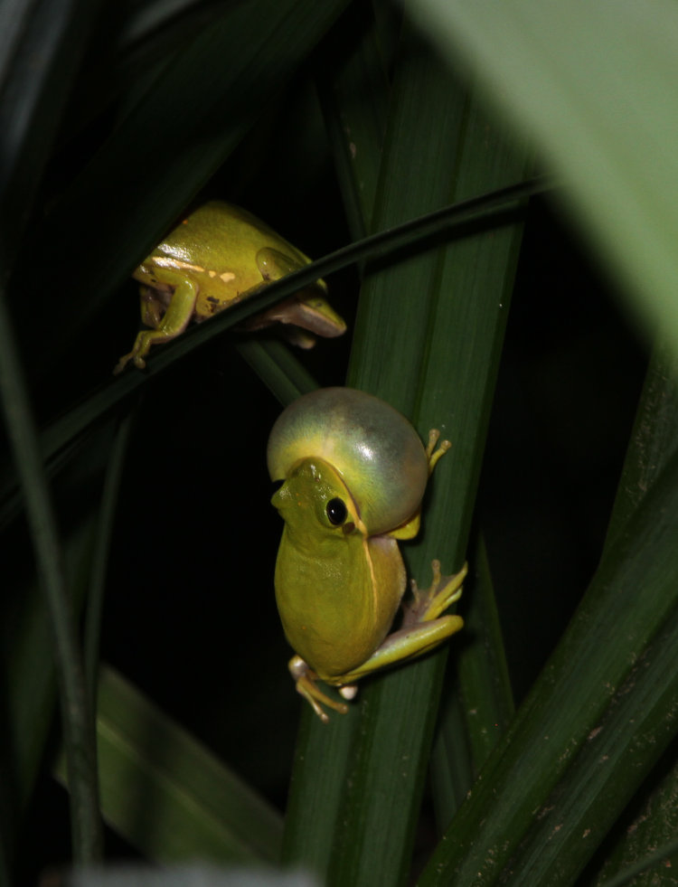 pair of green treefrogs Dryophytes cinereus, one calling, on pond reeds