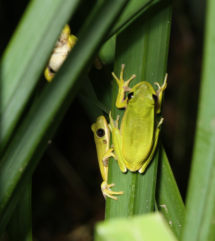 trio of green treefrogs Dryophytes cinereus on pond reeds
