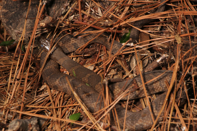 northern water snake Nerodia sipedon sipedon settled on pond edge