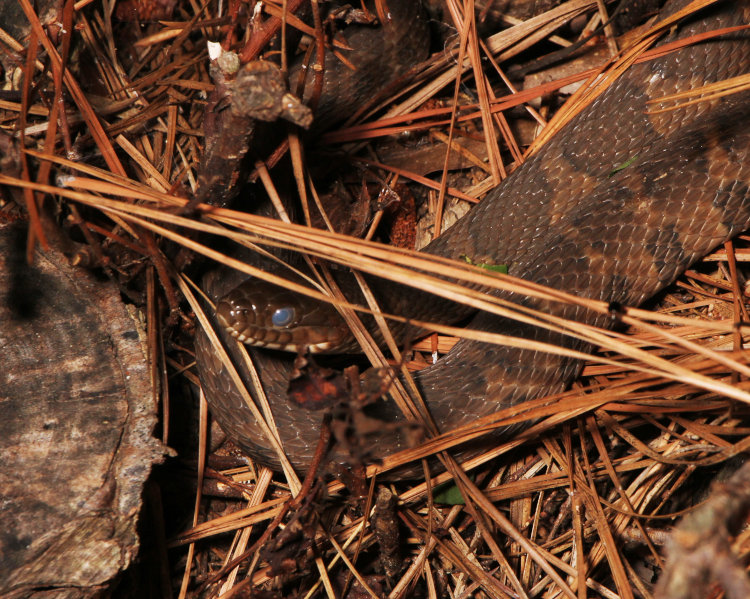 northern water snake Nerodia sipedon sipedon showing cloudy eye from being close to shedding