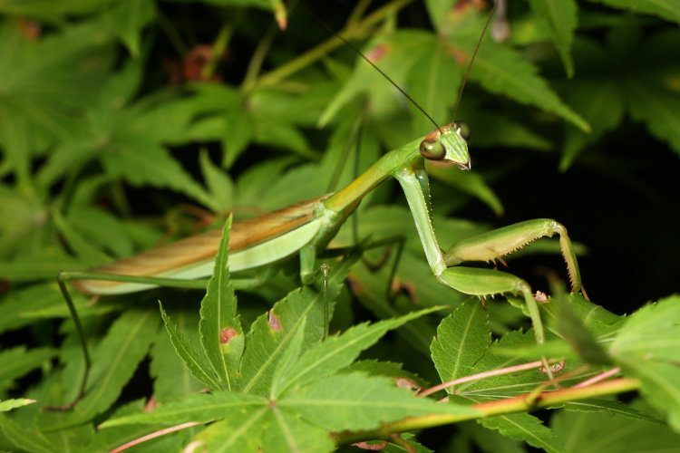 newly adult Chinese mantis Tenodera sinensis on Japanese maple