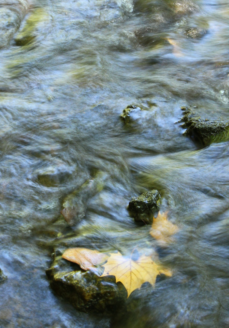 maple leaf under ghostly water in New Hope Creek, Duke Forest