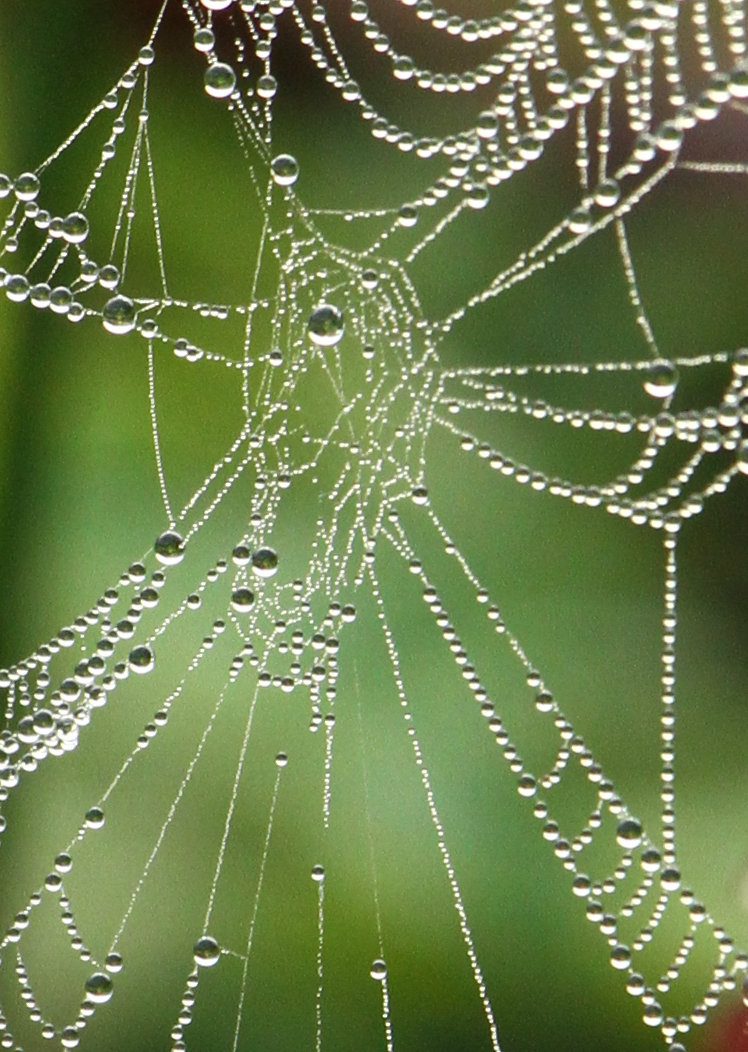 heavy dewdrops on orb web in Mason Farm Biological Preserve before sunrise