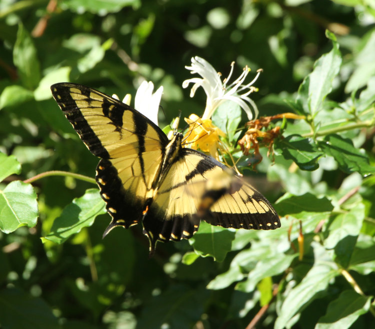 eastern tiger swallowtail Papilio glaucus feeding from flowers of Japanese honeysuckle Lonicera japonica with blurred snowberry clearwing moth Hemaris diffinis partially blocking it