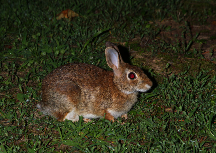 eastern cottontail Sylvilagus floridanus sitting complacently in yard