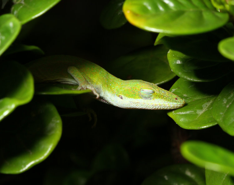 Carolina anole Anolis carolinensis sleeping bridged across leaves of diamond spire gardenia Gardenia hybrid ‘Leefive’ PPIP