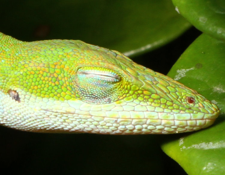 close-up of head of Carolina anole Anolis carolinensis while sleeping