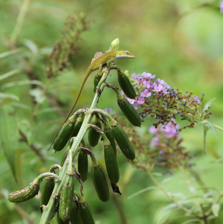 juvenile Carolina anole Anolis carolinensis perched on seed pods of hosta plant