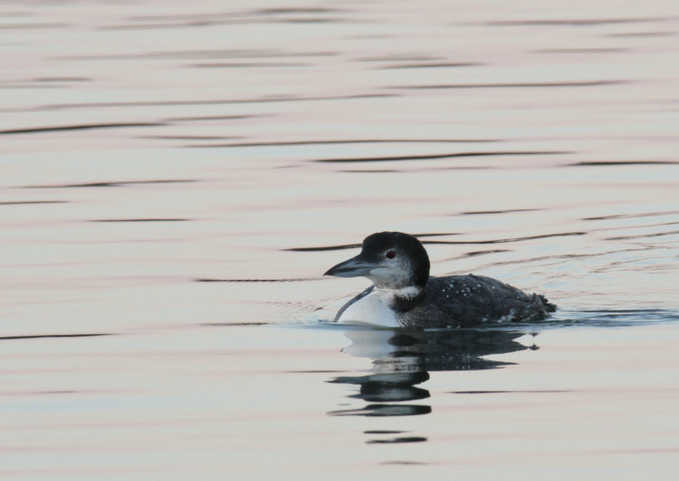 common loon Gavia immer cruising past at sunrise