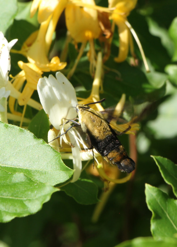 snowberry clearwing moth Hemaris diffinis deep within flower of Japanese honeysuckle Lonicera japonica