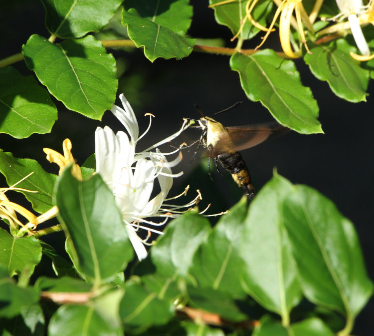 snowberry clearwing moth Hemaris diffinis visiting flowers of Japanese honeysuckle Lonicera japonica