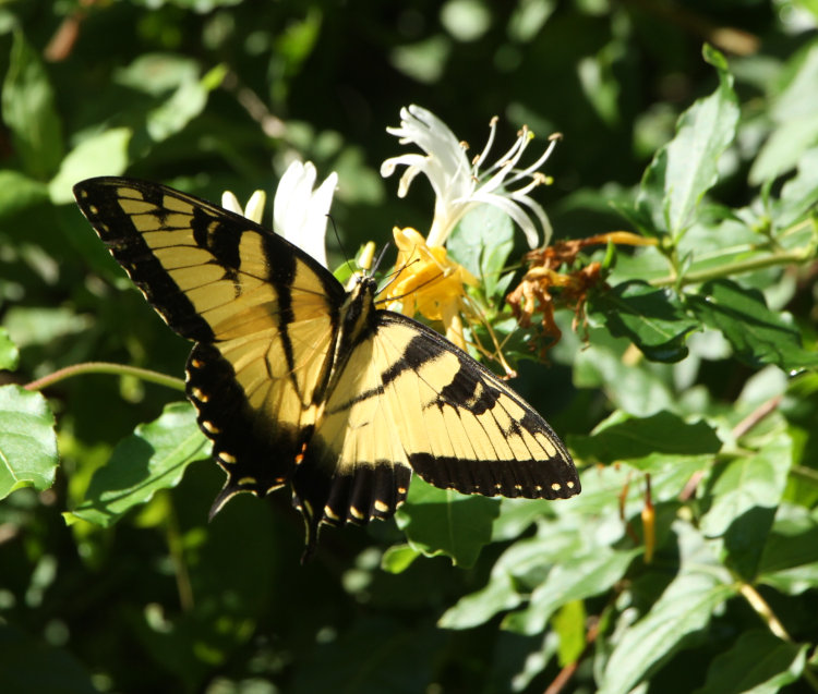 eastern tiger swallowtail Papilio glaucus feeding from flowers of Japanese honeysuckle Lonicera japonica