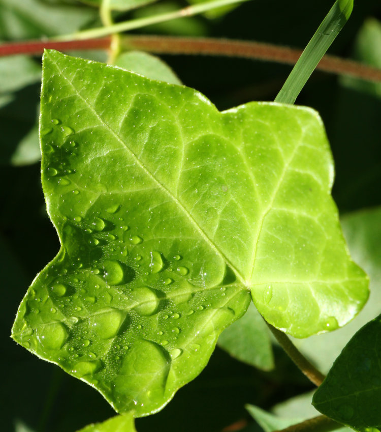 dew on ivy leaf as the sun hits it