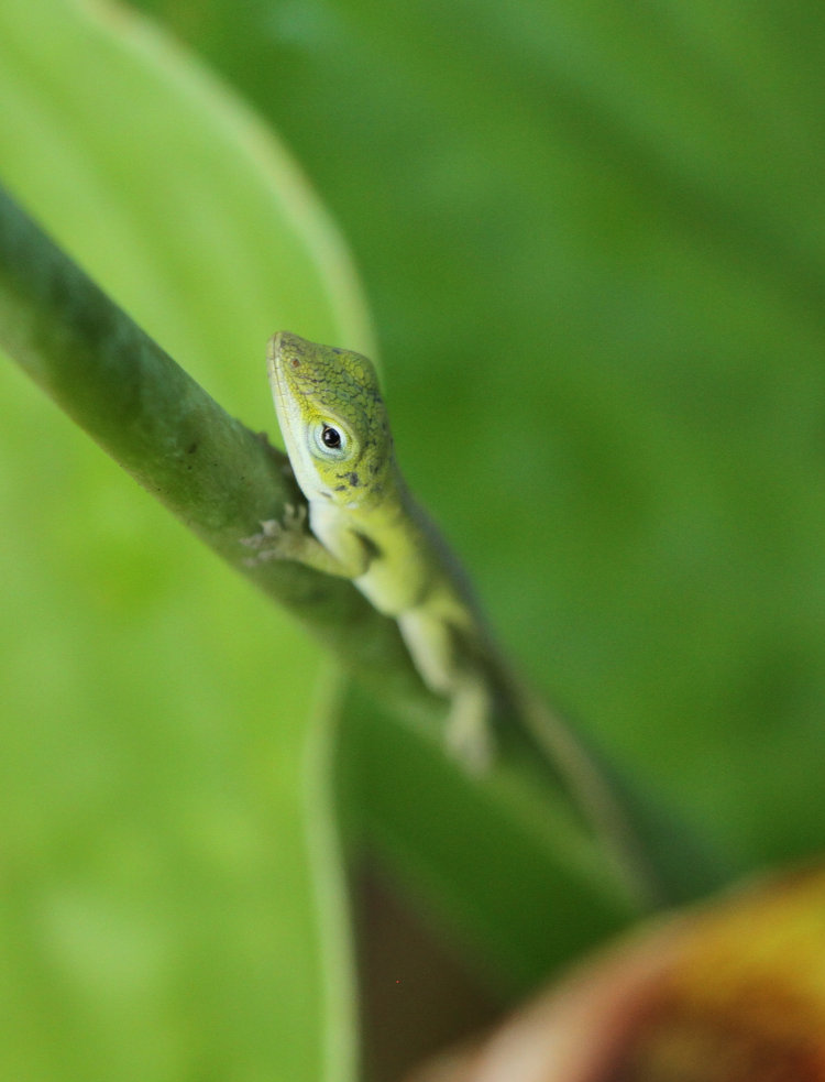 juvenile Carolina anole Anolis carolinensis on hosta plant showing evidence of scarring on head