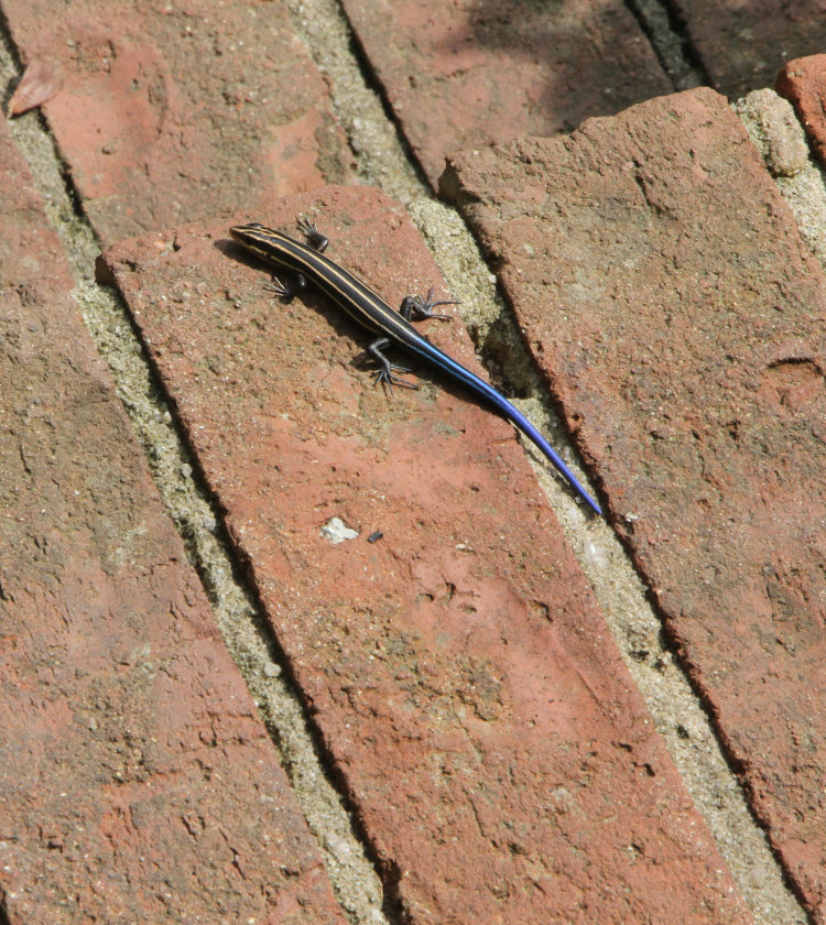 newborn five-lined skink Plestiodon fasciatus basking on front steps