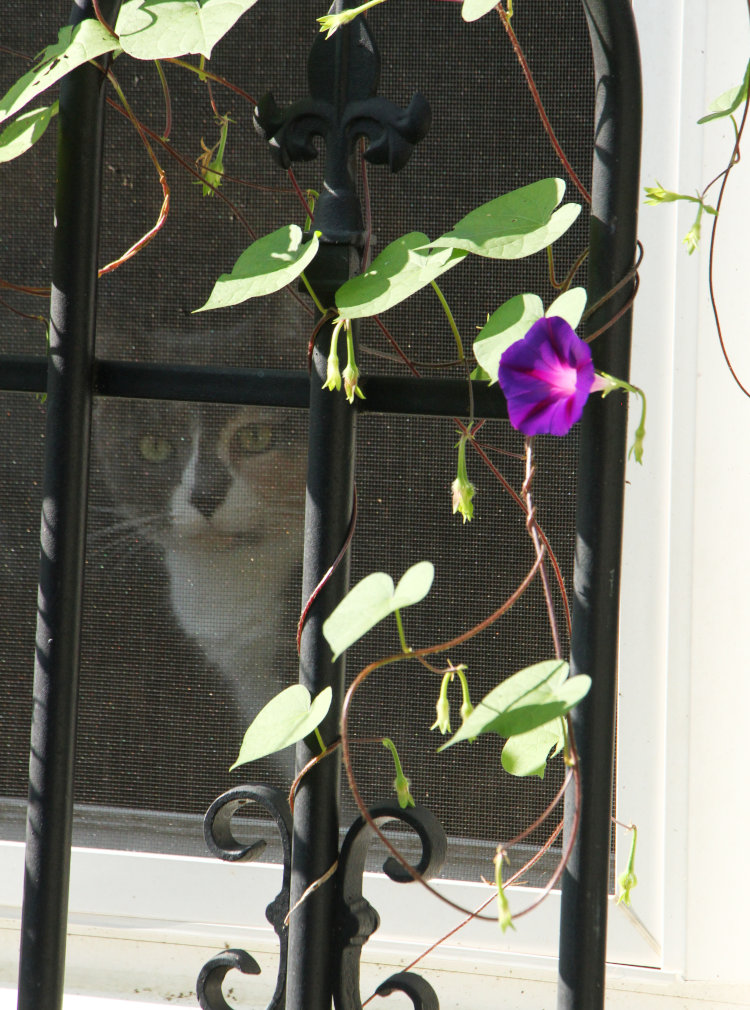 Monster/Taz peeking out of window by morning glory on morning of her fifth anniversary