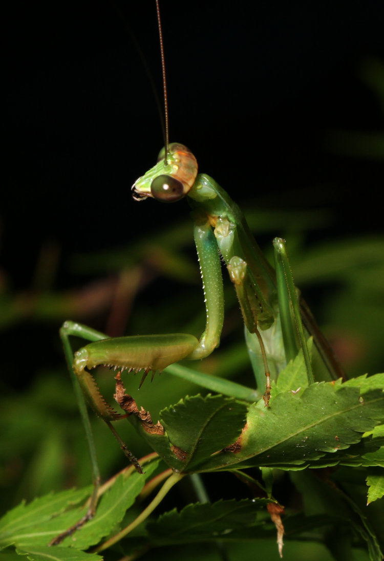 newly adult Chinese mantis Tenodera sinensis displaying inside area of foreleg where European markings would be found