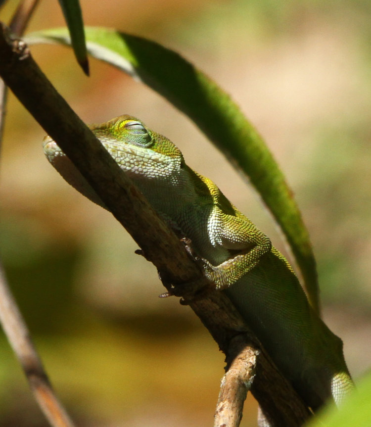 Carolina anole Anolis carolinensis snoozing on branch of butterfly bush Buddleja davidii