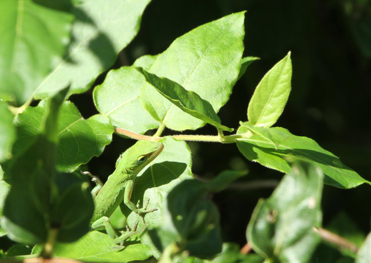 juvenile Carolina anole Anolis carolinensis momentarily appearing in the sun