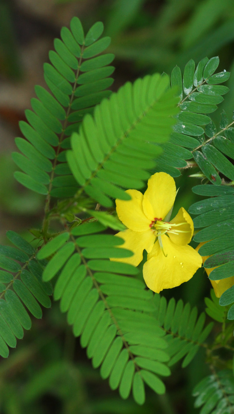 flower and leaves of a partridge pea Chamaecrista fasciculata in Mason Farm Biological Reserve