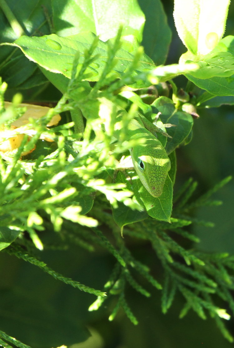 juvenile Carolina anole Anolis carolinensis betrayed by its dark eye