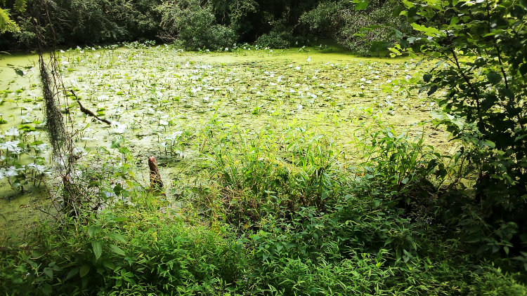 pond featured in the holiday