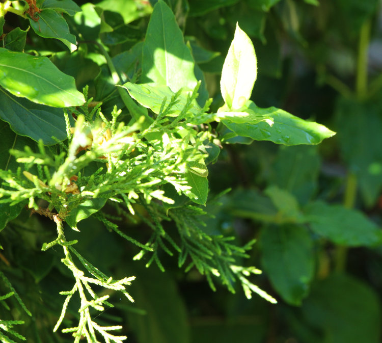 juvenile Carolina anole Anolis carolinensis barely peeking out among clusters of leaves