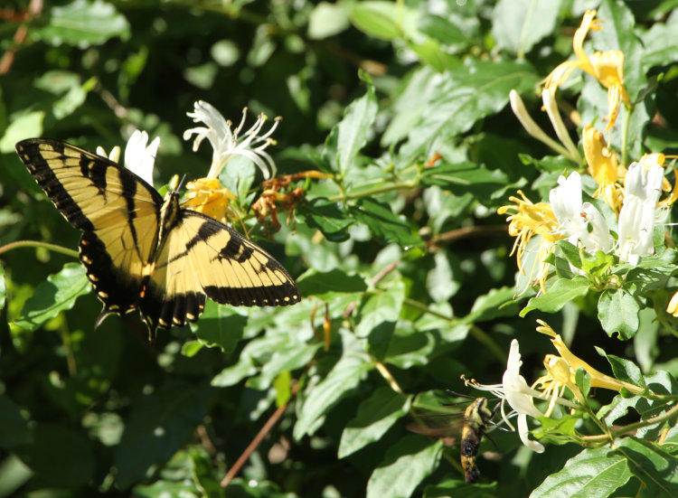 eastern tiger swallowtail Papilio glaucus and snowberry clearwing moth Hemaris diffinis both feeding from flowers of Japanese honeysuckle Lonicera japonica