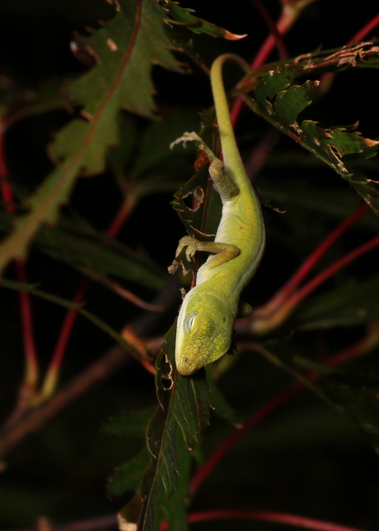 juvenile Carolina anole Anolis carolinensis asleep on leaves of Japanese maple