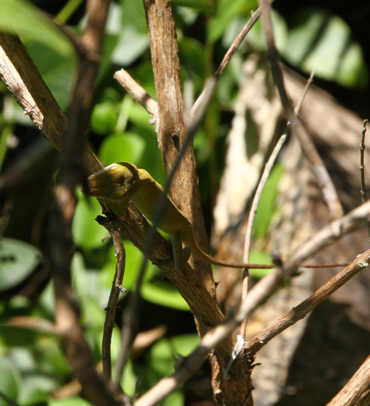 Carolina anole Anolis carolinensis peering down from branch of butterfly bush Buddleja davidii