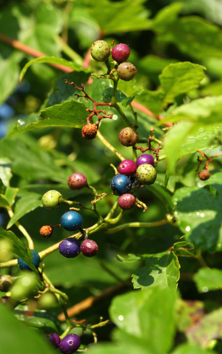 ripening porcelain berries Ampelopsis brevipedunculata in Mason Farm