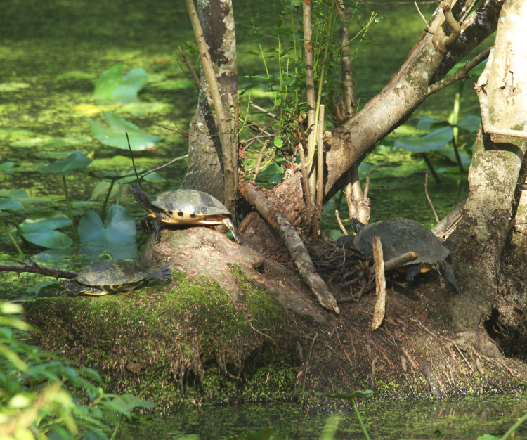 trio of yellow-bellied sliders Trachemys scripta scripta on cypress hassock in pond on Walkabout Estates