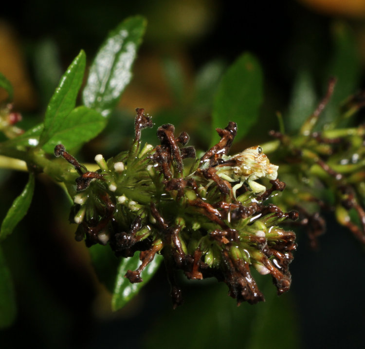 jagged ambush bug Phymata on dead flowers of butterfly bush Buddleja davidii