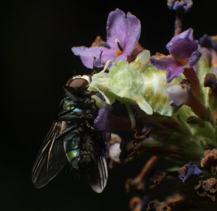 jagged ambush bug Phymata with common green bottle fly Lucilia sericata prey on butterfly bush Buddleja davidii