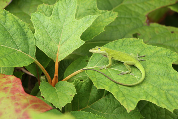 adult Carolina anole Anolis carolinensis perched on oak-leaf hydrangea Hydrangea quercifolia