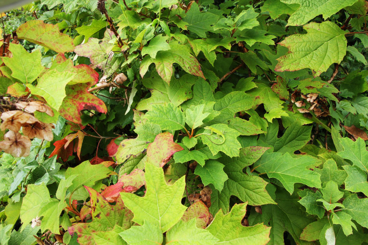 adult Carolina anole Anolis carolinensis perched on oak-leaf hydrangea Hydrangea quercifolia