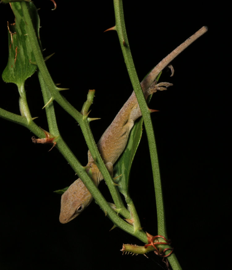 newborn Carolina anole Anolis carolinensis with truncated tail drowsing on greenbrier Smilax shoot