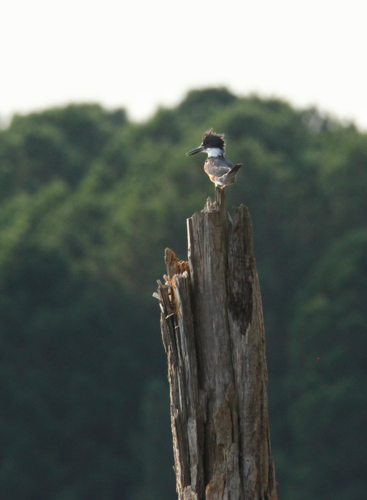 female belted kingfisher Megaceryle alcyon perched on old snag