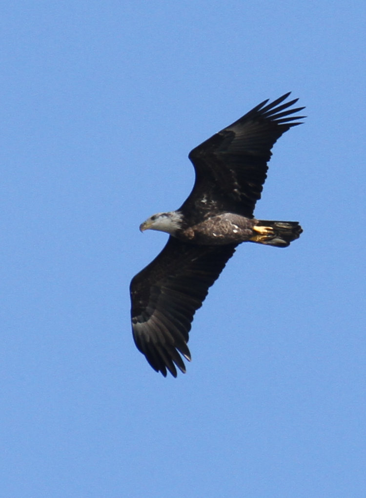 fourth year bald eagle Haliaeetus leucocephalus just transitioning into adult coloration