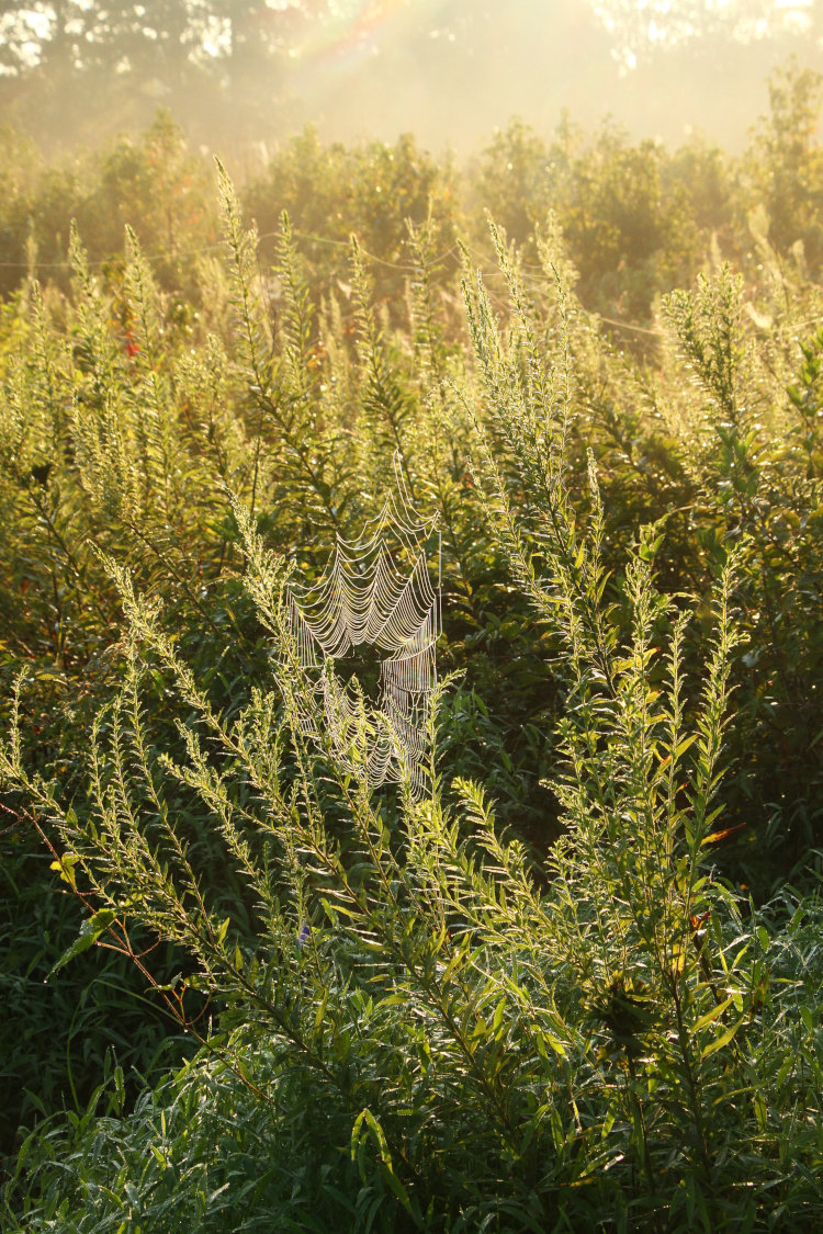 single orb web with dew illuminated by rising sun