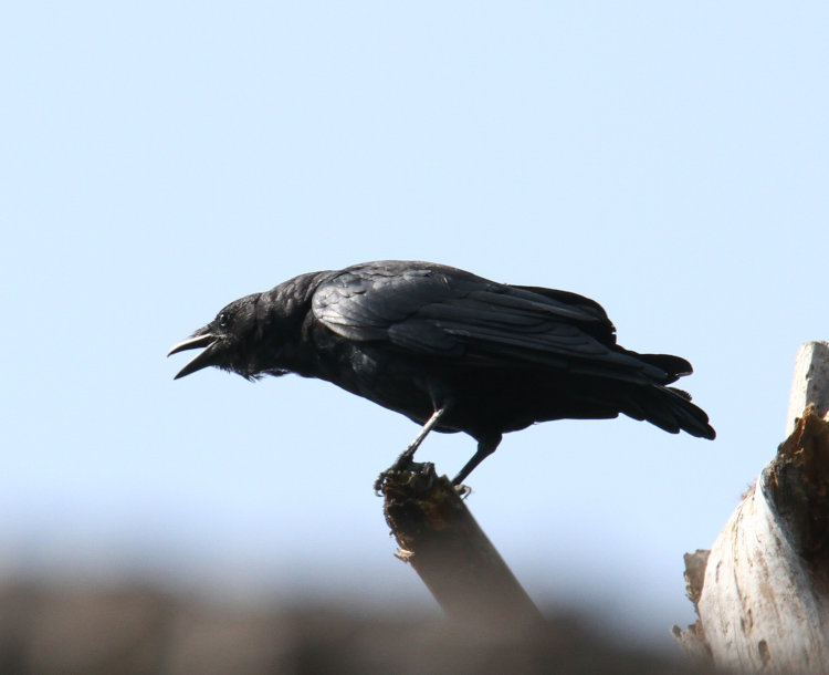 American crow Corvus brachyrhynchos sounding off from atop broken trunk