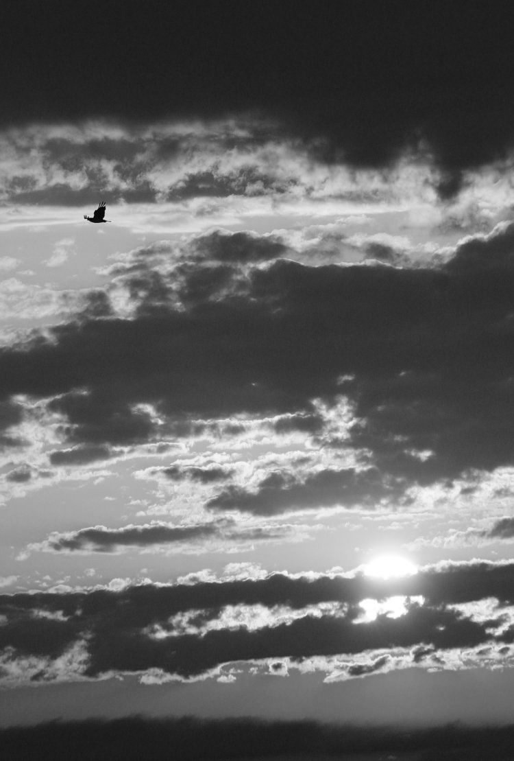 osprey Pandion haliaetus silhouetted against high-contrast skin, channel-mixed monochrome